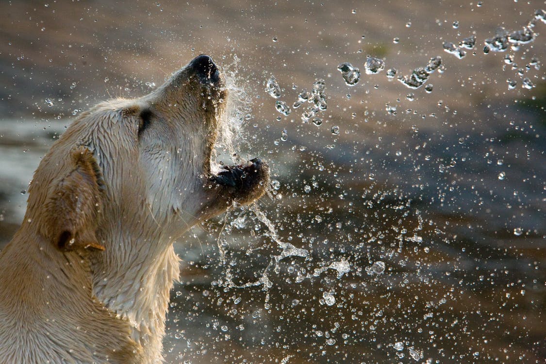 Hund får vann i fjeset