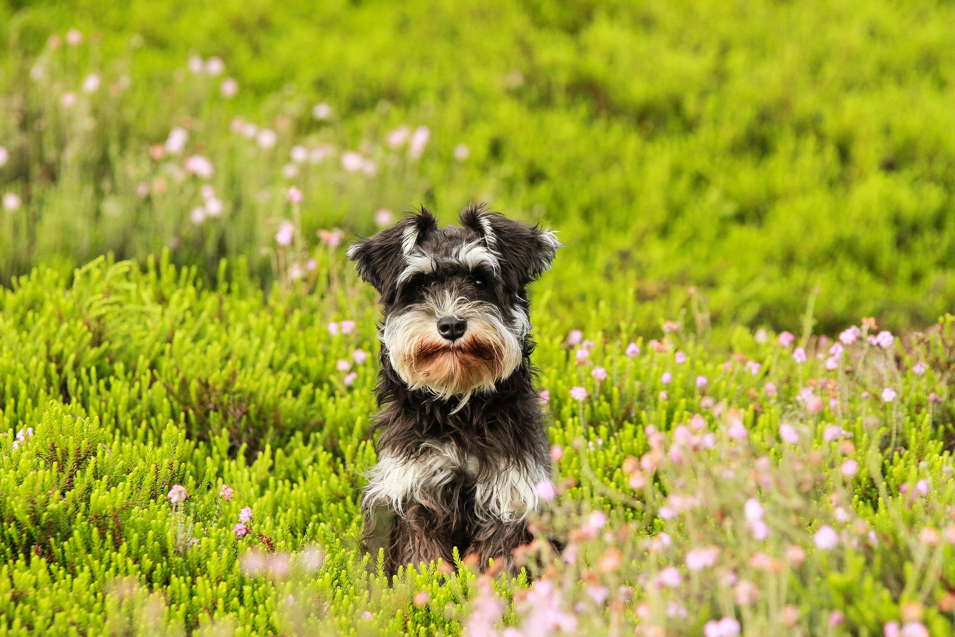 Hunderasen Risenschnauser Image