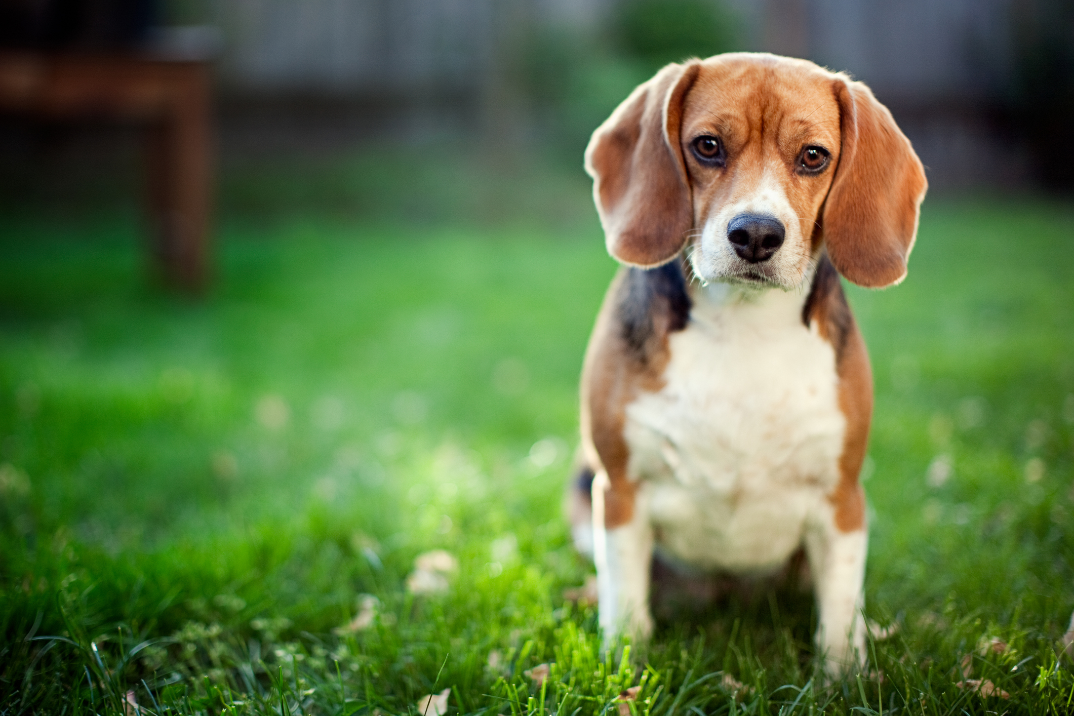 Hunderasen Beagle Image