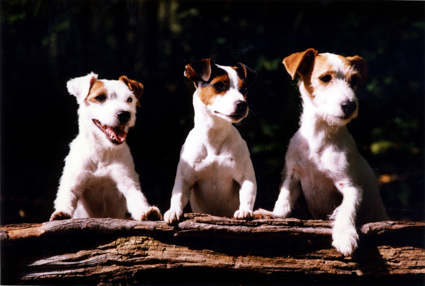 Jack Russel-Terrier Image