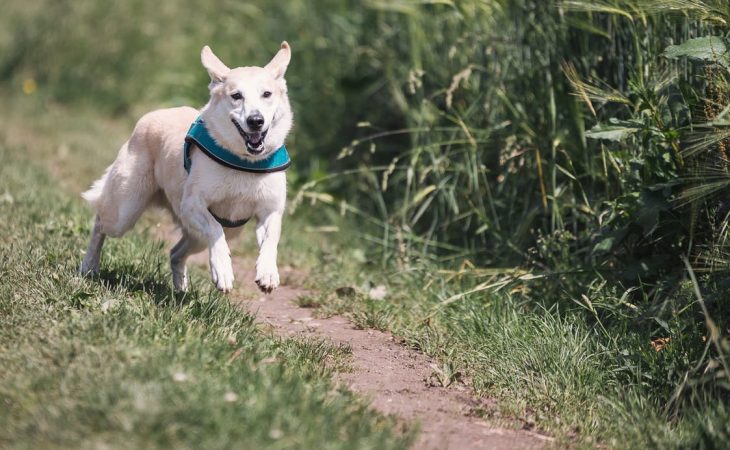 Beskytt hunden din for smitteoverføring i sommer! Image