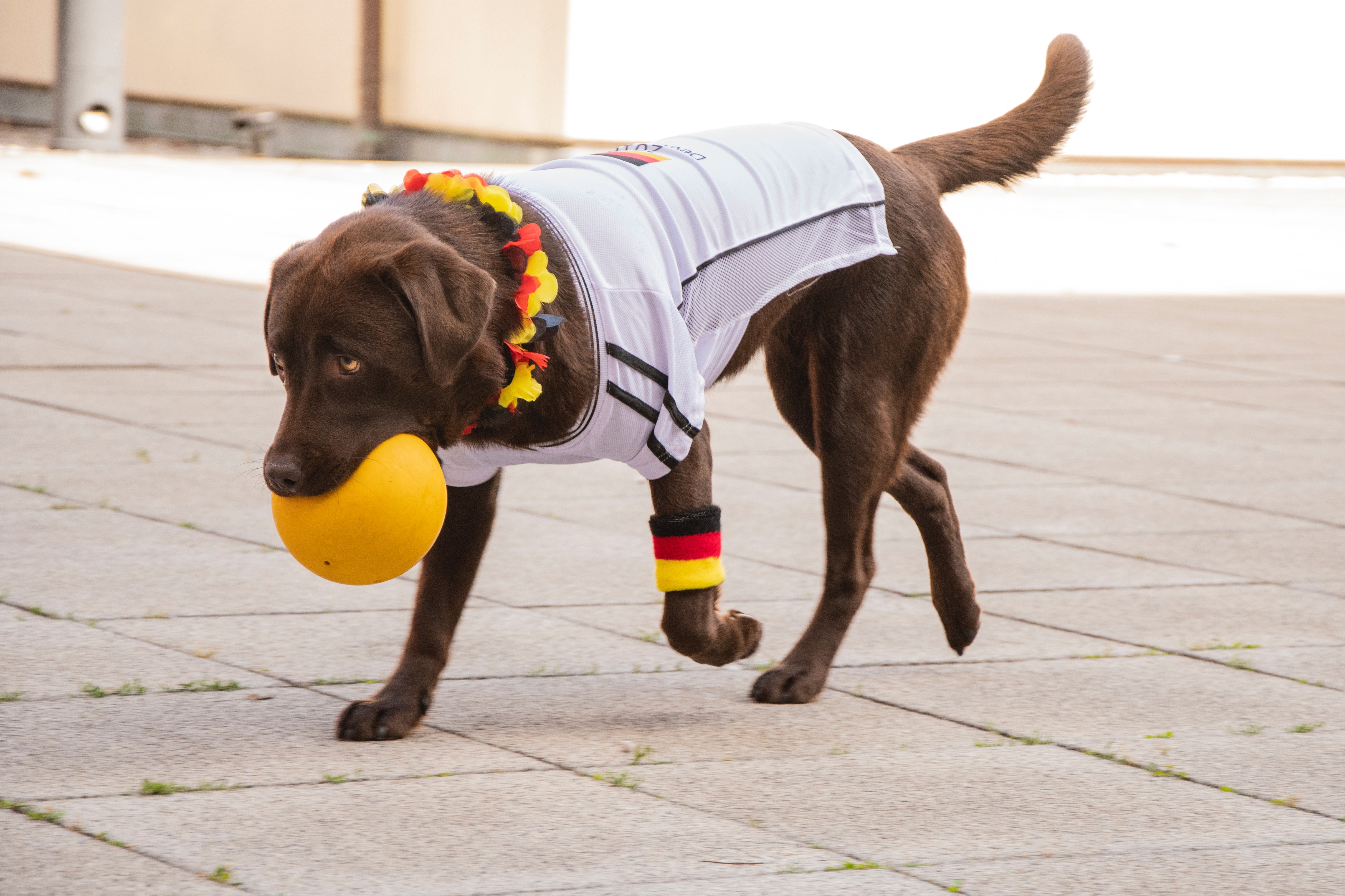 Hund på ferie med appelsin.