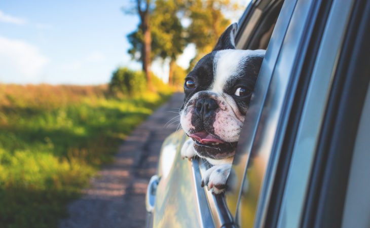 Før du tar med hunden på sommerferie! Image
