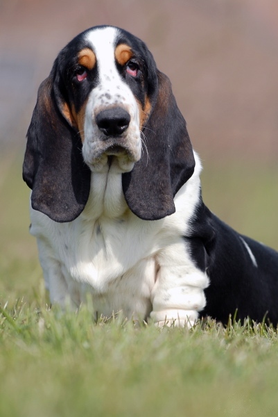 Basset som hunderase og egenskaper Image