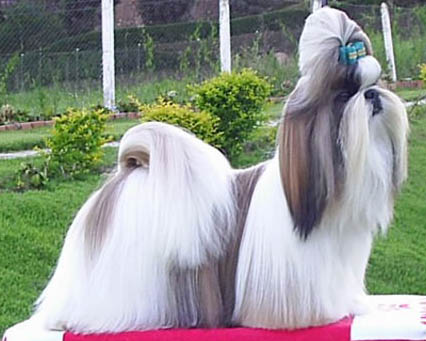 Hunderasen Shi Tzu Image