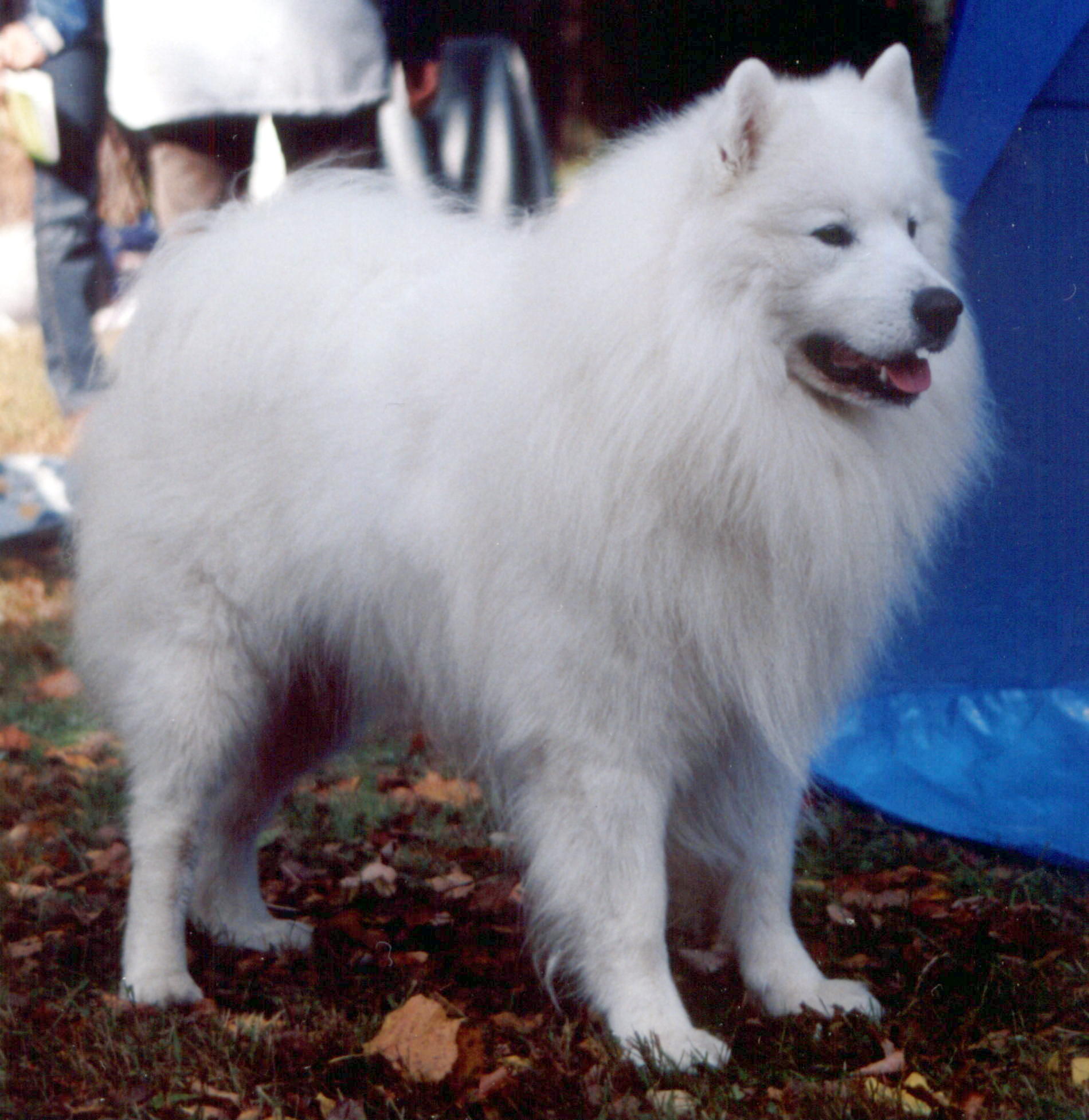 Samojed og hunderasens opprinnelse Image