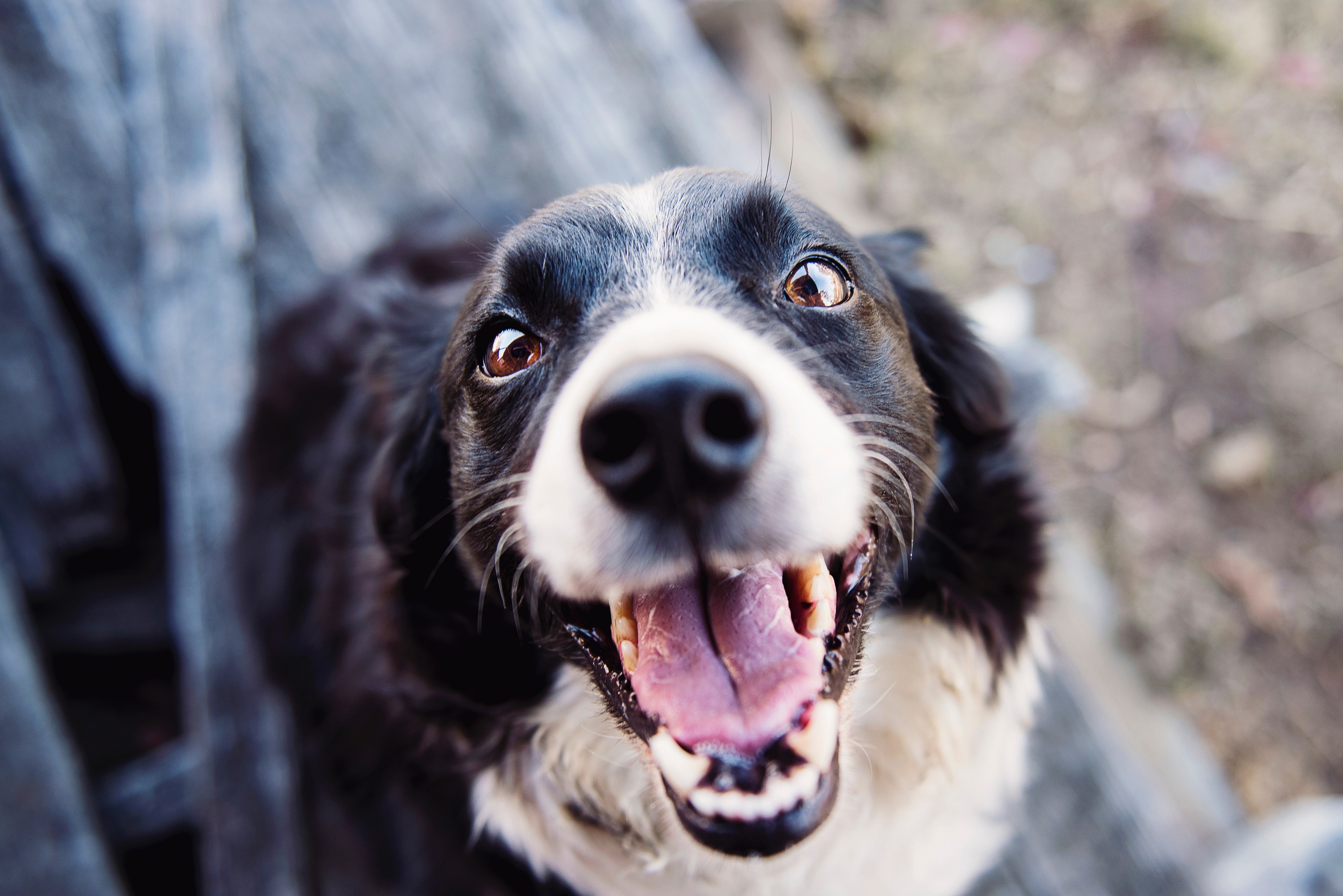 Den populære hunderasen Dachshund Image