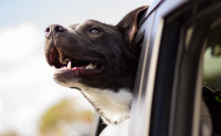 4 forskjellige ting hunden din vil elske deg for Image