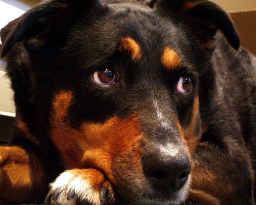 Forbered hunden på en ny hverdag Image
