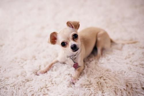 Chihuahua – verdens minste hunderase Image