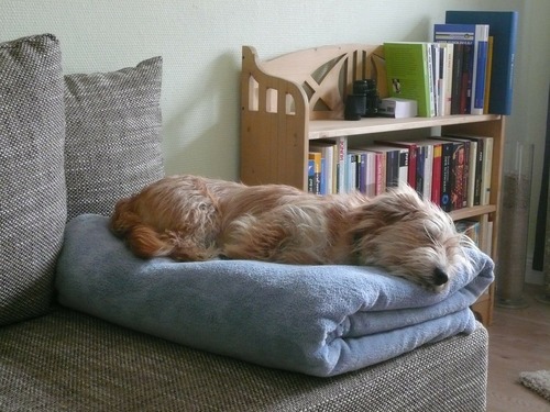 Tapet som hunden elsker! Image