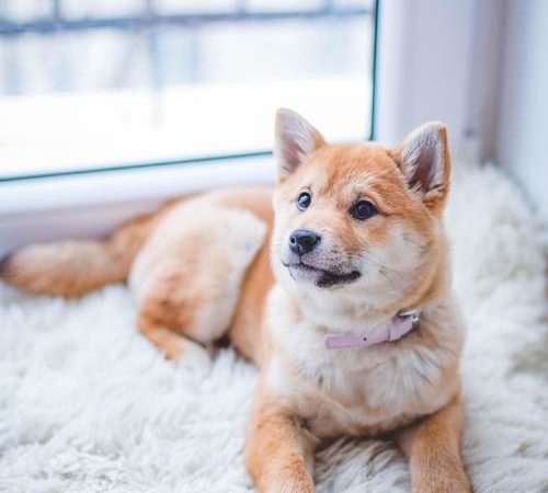 Invester i et bra hundebur til hunden din Image