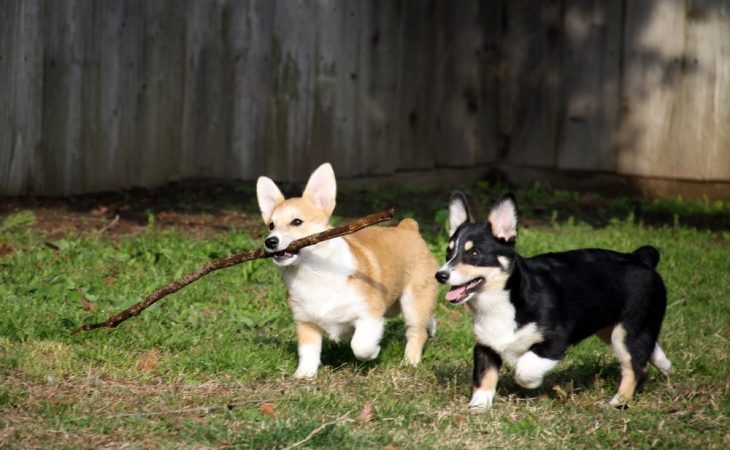 Hvordan gi hunden din et bedre liv Image