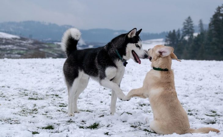 Skap orden og sikkerhet for hunden i varebilen Image