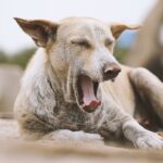 Hund ligger på bakken og gjesper med øynene nesten lukket