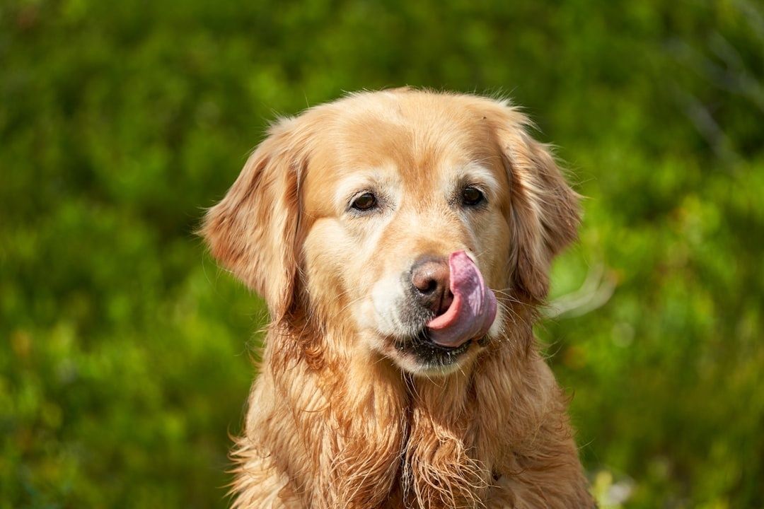 Golden retriever slikker seg rundt nesen i grønne omgivelser